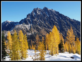 Larch Trees & Mt. Stuart