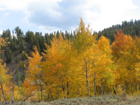 Wood River Aspen