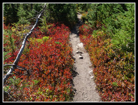 Fall Color On The Ridge Of Alta Mountain