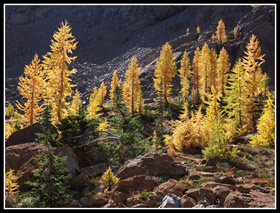 Golden Larch Trees Near Ingalls Pass