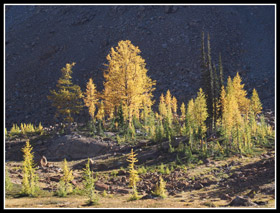 Ingalls Larch