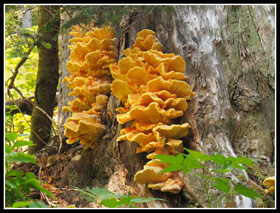 Fungus On Scott Paul Trail
