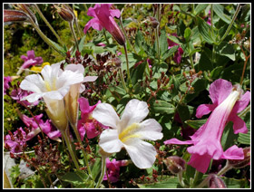 White Monkey Flowers!