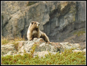 Marmot Near Panhandle Gap