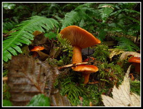 Mushrooms On Oyter Dome Trails