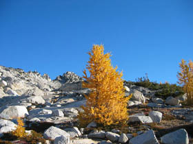 Solitary Larch In The Upper Enchantments